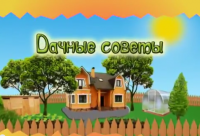 Смотрите Дачные советы в четверг 13.07.2017 г. в 19.20 на телеканале Губерния