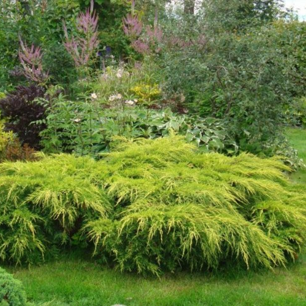 Основное изображение товара