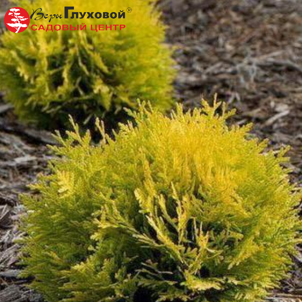 Основное изображение товара