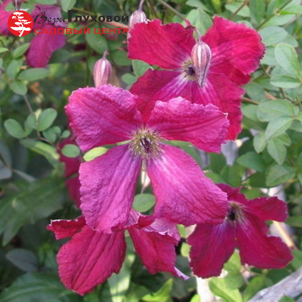 Основное изображение товара