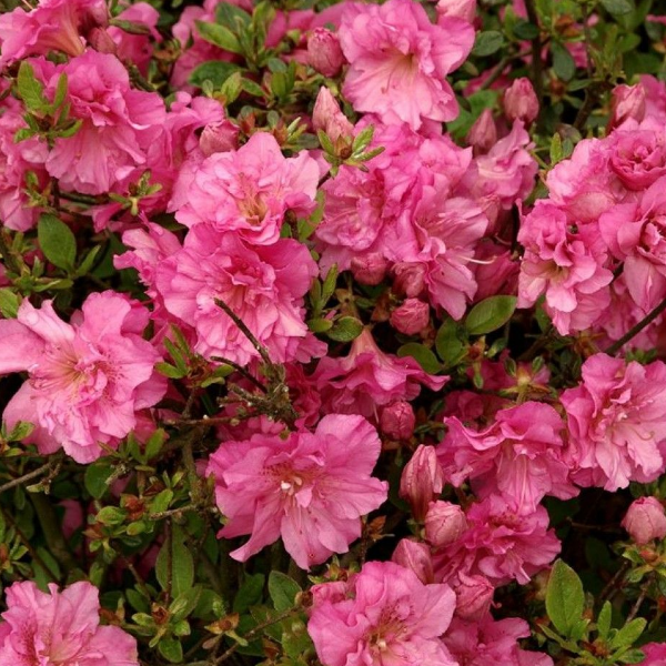 Основное изображение товара