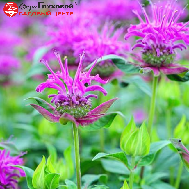 Монарда Скорпион
