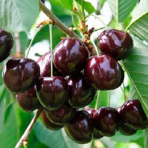 Черешня Речица
