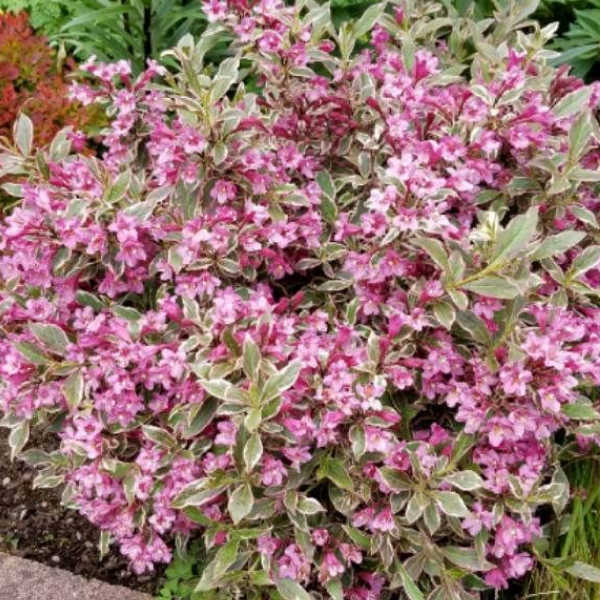 Основное изображение товара