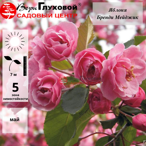 Яблоня "Бренди Мейджик"