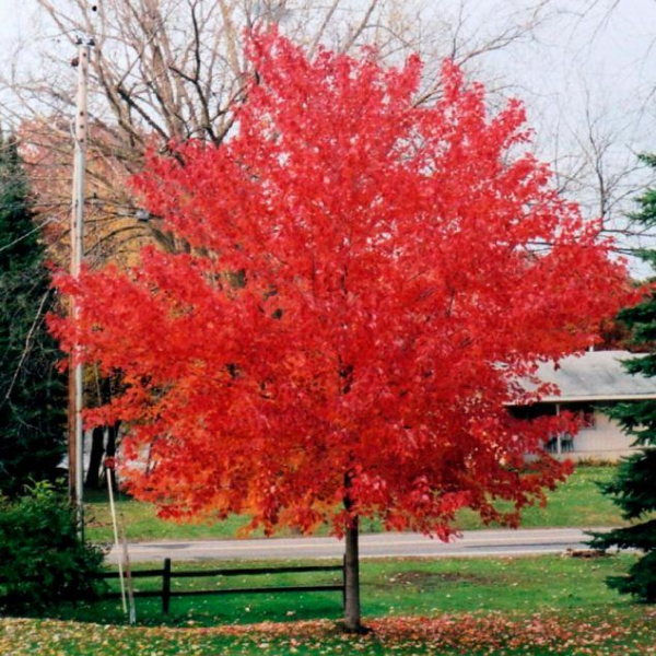 Основное изображение товара