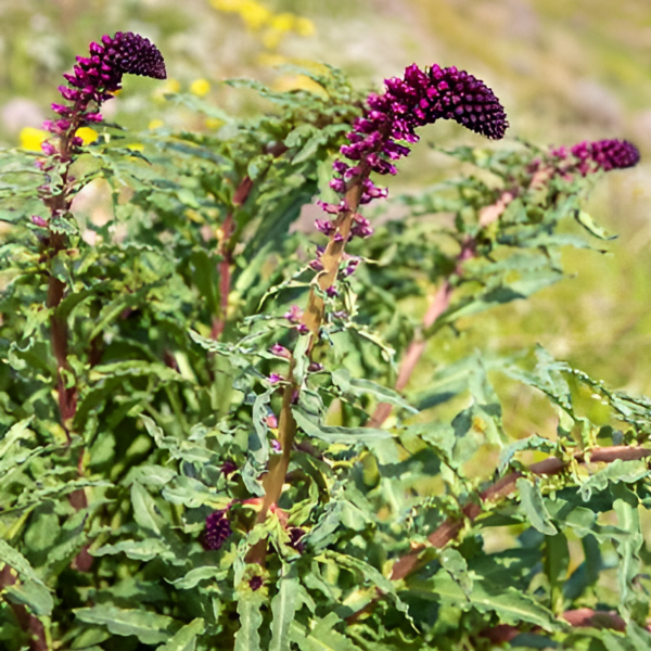 Основное изображение товара