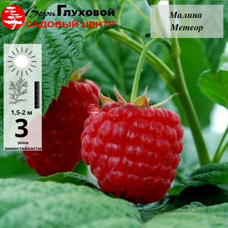 Малина Метеор