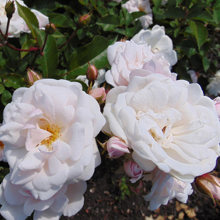 Основное изображение товара