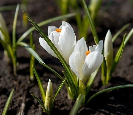 Приглашаем за семенами на Ташкентскую Приглашаем за семенами на Ташкентскую