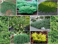 Можжевельники в ассортименте со скидкой 30%