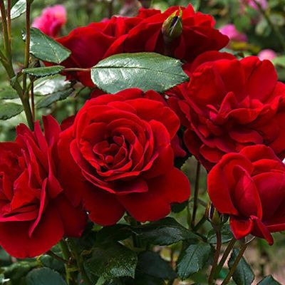 Основное изображение товара