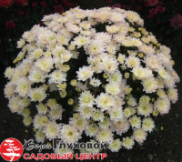 Хризантема в продаже