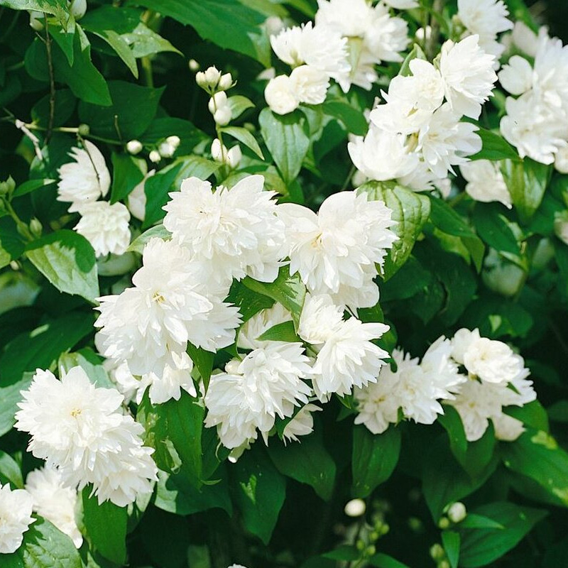 Чубушник венечный Шнеештурм