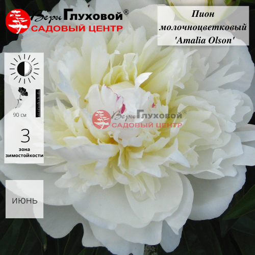 Основное изображение товара