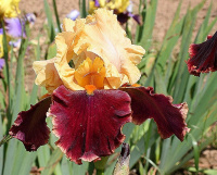 Коллекция ирисов Кайе