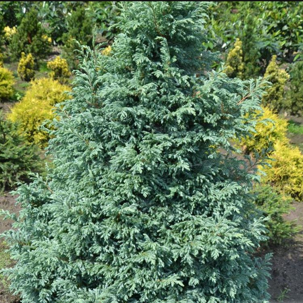 Основное изображение товара