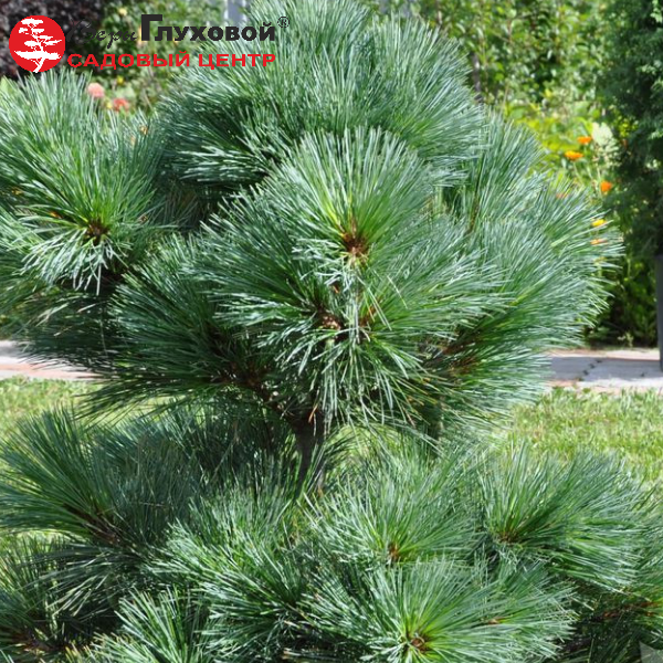 Основное изображение товара