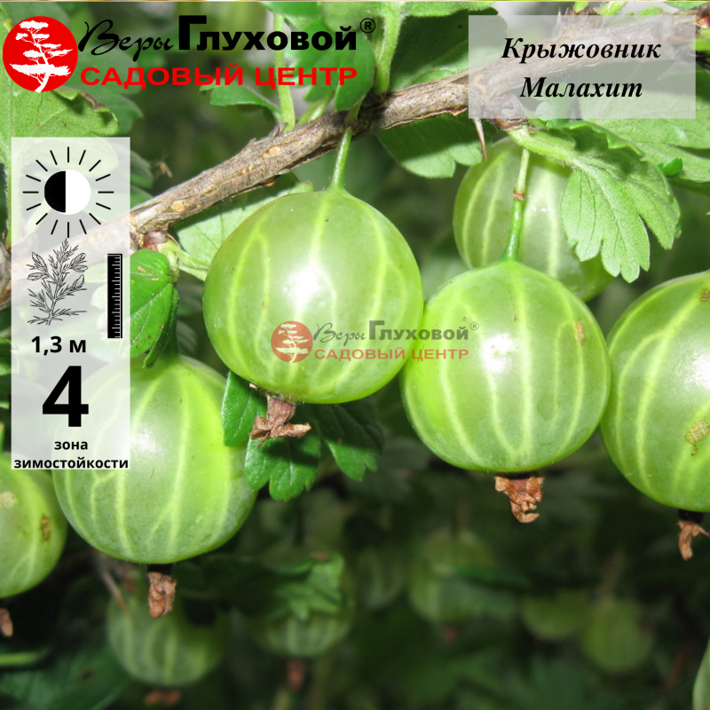 Крыжовник Малахит