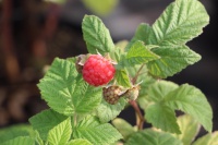 Осеннее поступление плодовых деревьев и кустарников