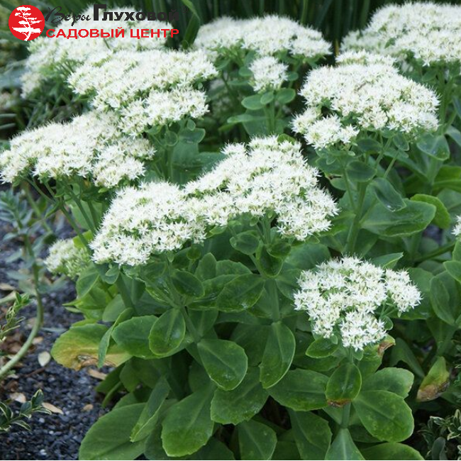 Основное изображение товара