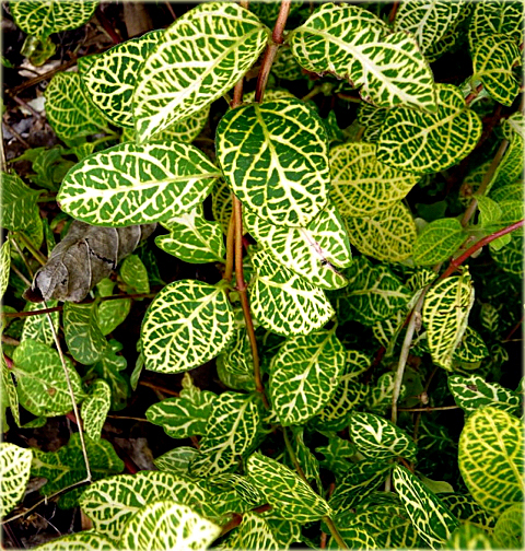 Жимолость японская "Ауреоретикулата" - Lonicera japonica 'Aureoreticulata' 80-100 С2