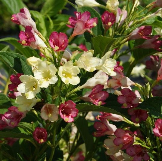 Основное изображение товара