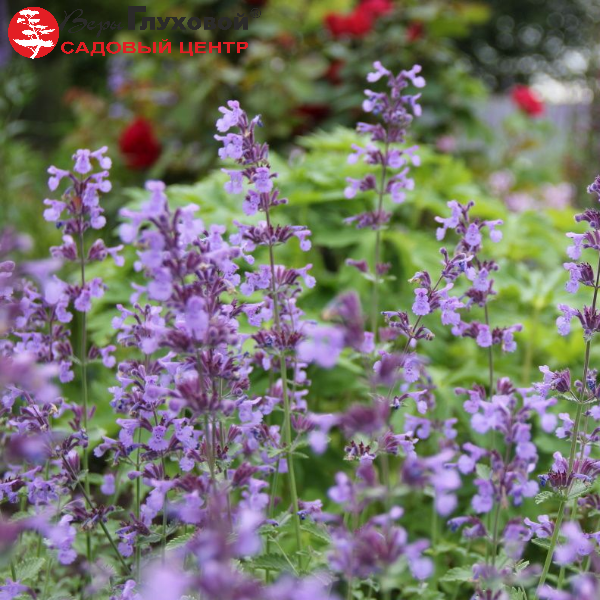 Основное изображение товара