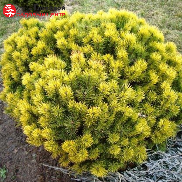 Основное изображение товара