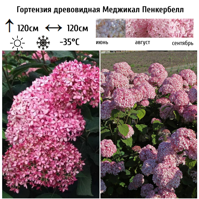 Основное изображение товара