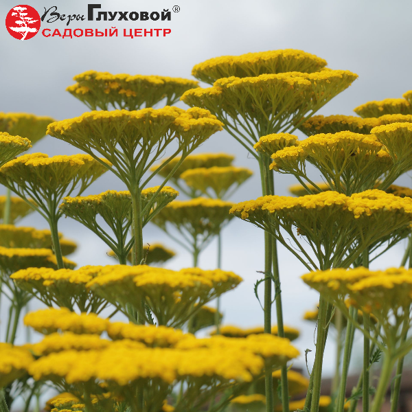 Основное изображение товара