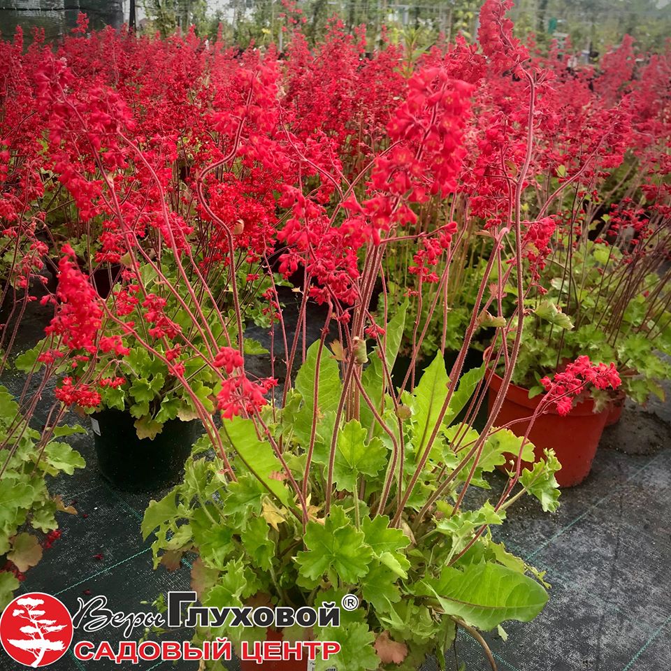 Многолетние цветы — украшение сада Многолетние цветы — украшение сада