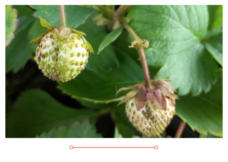 30 июля в продажу поступила садовая земляника (клубника)