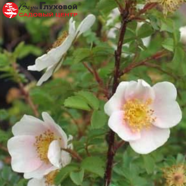 Основное изображение товара