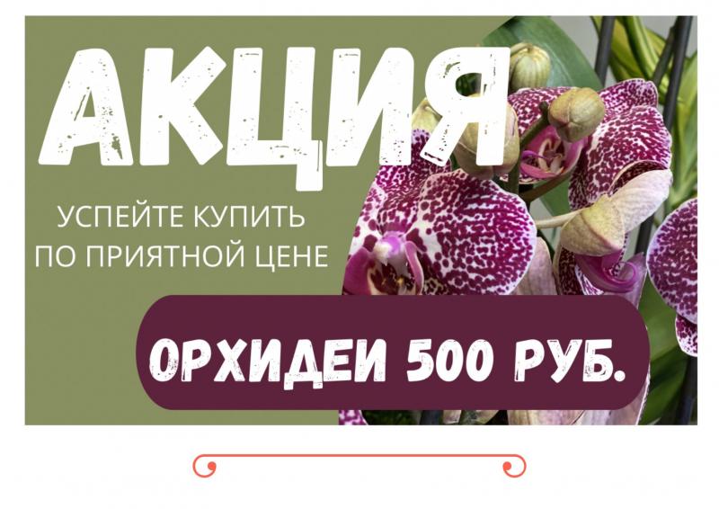 Уникальное предложение! Орхидея Фаленопсис за 500 руб.! АКЦИЯ действует до 25.12.2022г.