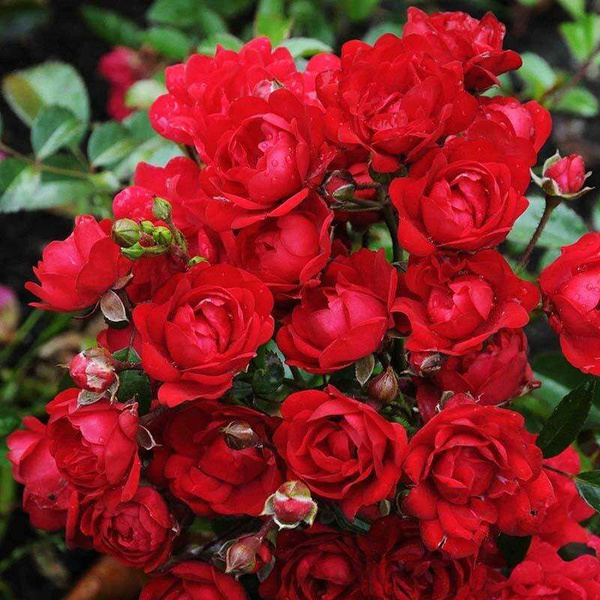 Роза миниатюрная Red Fairy