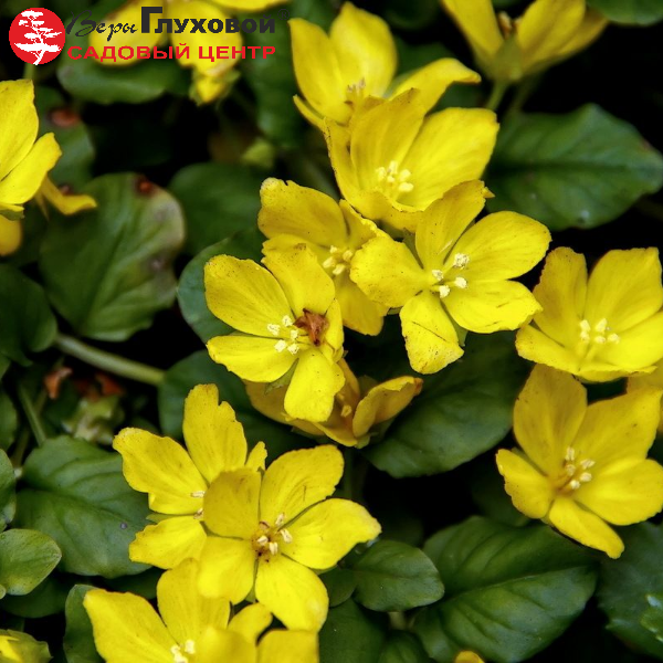 Основное изображение товара