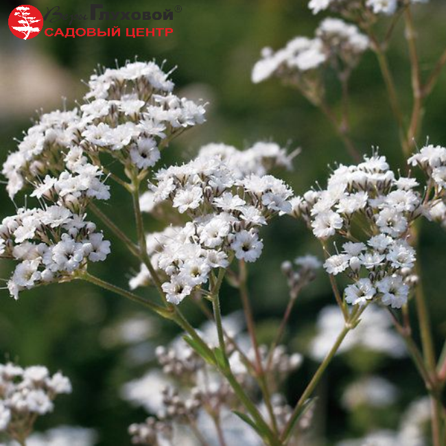 Основное изображение товара