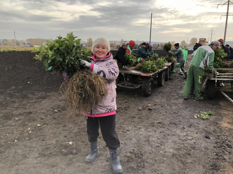 Садовый центр Веры Глуховой приступил к выкопке двухлетних саженцев гортензий. 