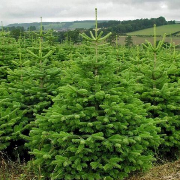 Основное изображение товара