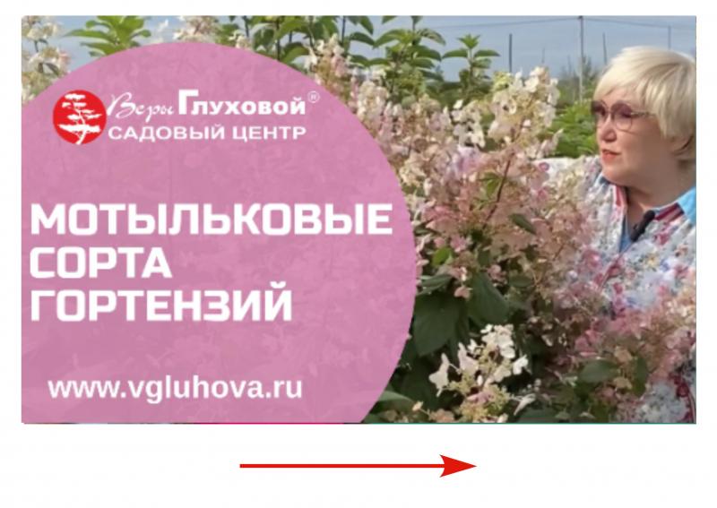 Мотыльковые сорта гортензий