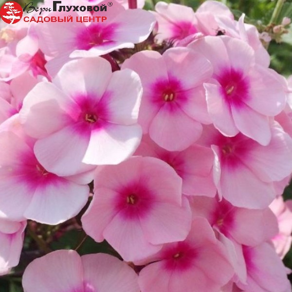 Флокс метельчатый Брайт Айс