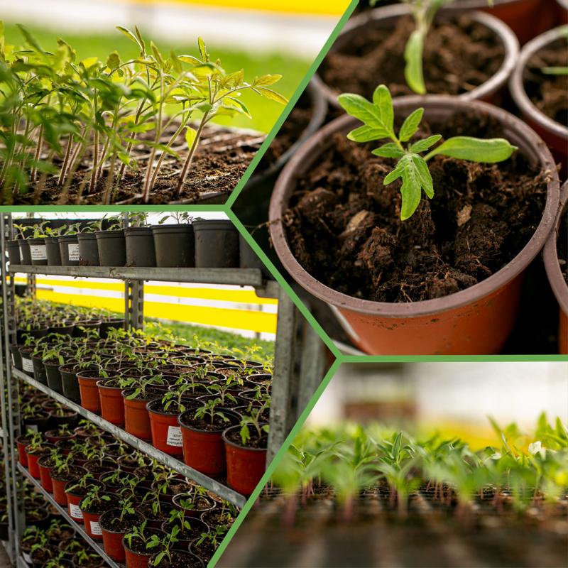 Овощная рассада собственного производства