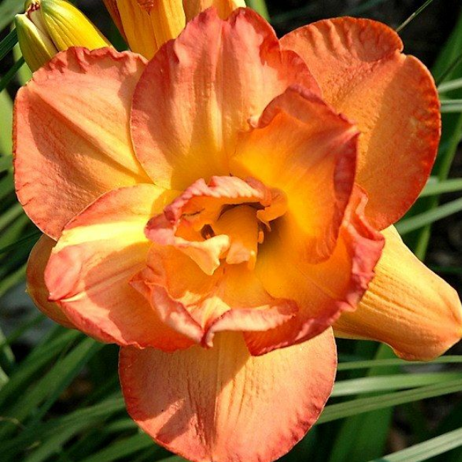 Основное изображение товара