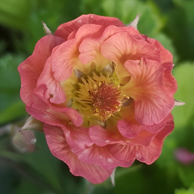 Основное изображение товара