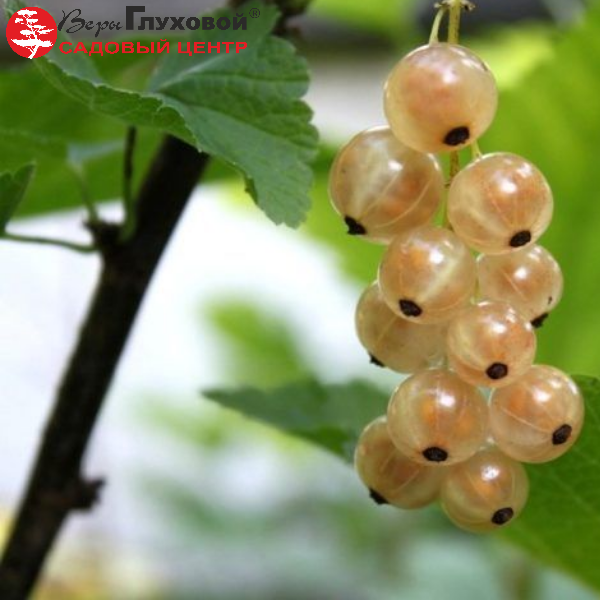 Основное изображение товара