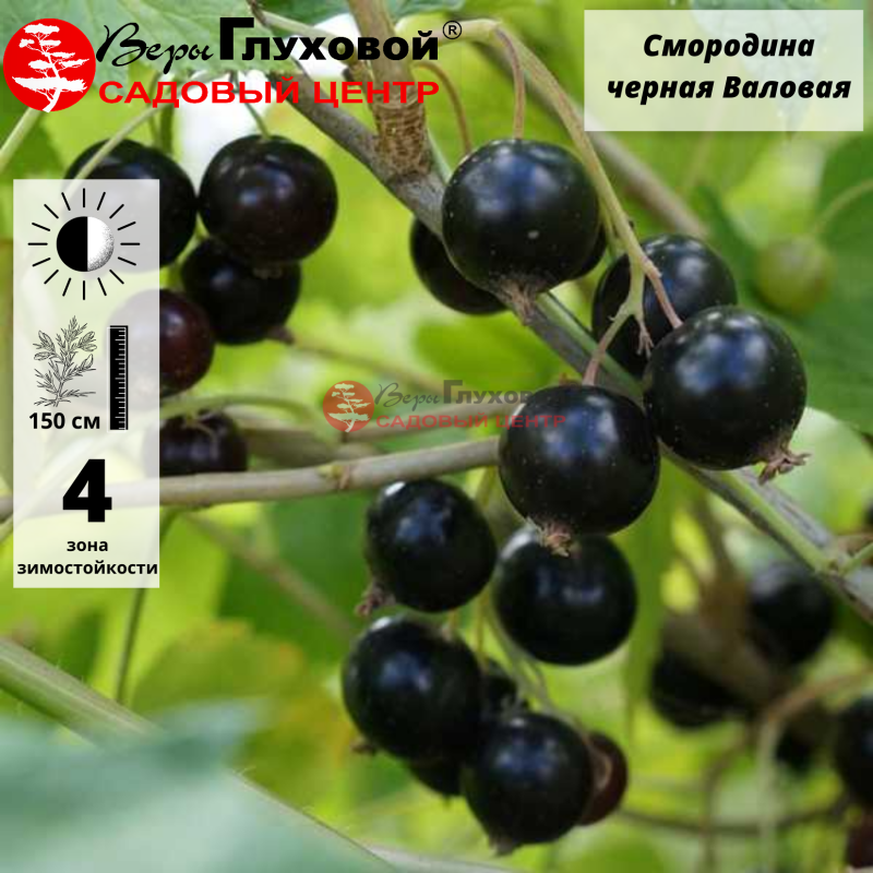 Основное изображение товара