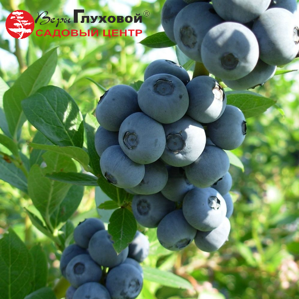 Основное изображение товара