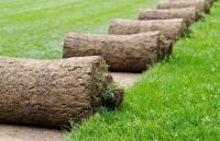 В продаже появился рулонный газон