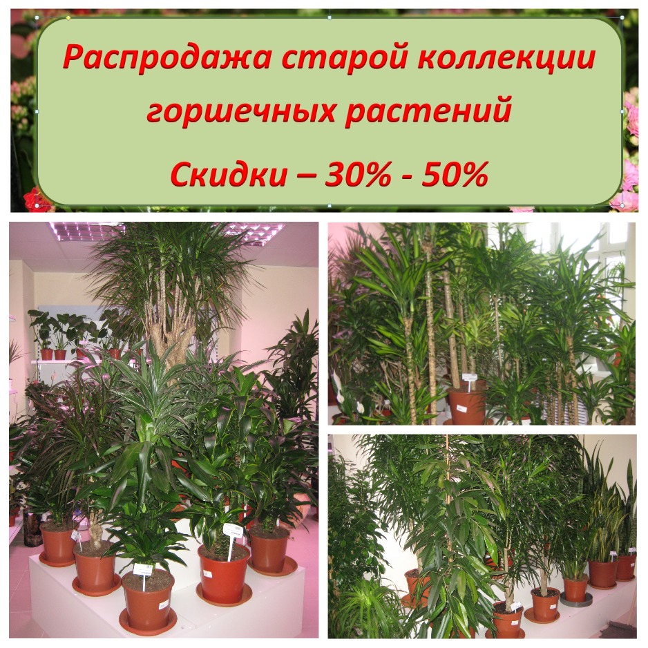 Распродажа горшечных растений 2019 Распродажа горшечных растений 2019